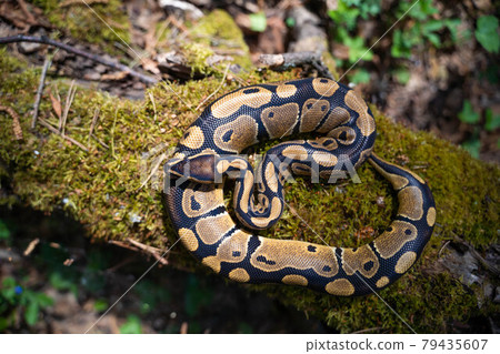 Graceful royal python on moss top view. Beautiful curves of the serpentine body. Graceful royal python on moss top view. Beautiful curves of the serpentine body. 79435607