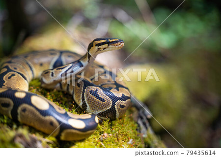 The royal python looks up close-up. Reptile in the terrarium. 79435614