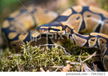 Royal python close-up. A graceful and graceful snake. Cold-blooded. Royal python close-up. A graceful and graceful snake. Cold-blooded. 79435621