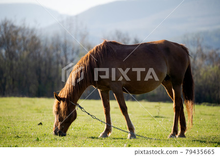 A lone red horse is eating fresh grass against the backdrop of high mountains. Horse breeding. Livestock A lone red horse is eating fresh grass against the backdrop of high mountains. Horse breeding. Livestock 79435665