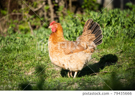 Chicken on a green meadow close-up. The chicken stands on the grass and looks into the distance. Chicken on a green meadow close-up. The chicken stands on the grass and looks into the distance. 79435666