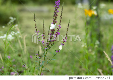 Butterfly, Buddha flower 79435751