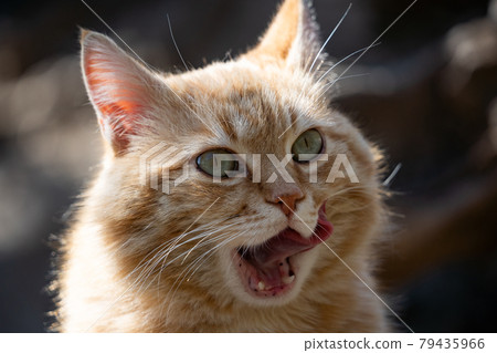 Close-up of a funny ginger cat licks its lips. Funny pets. Close-up of a funny ginger cat licks its lips. Funny pets. 79435966