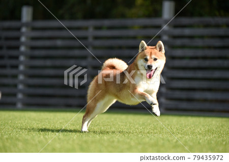 Shiba Inu playing in a dog run 79435972