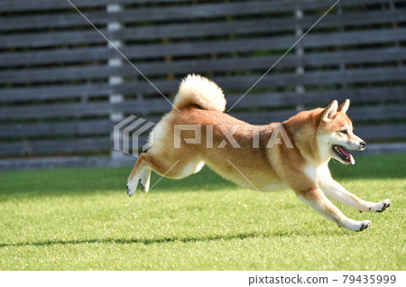 Shiba Inu playing in a dog run Shiba Inu playing in a dog run 79435999