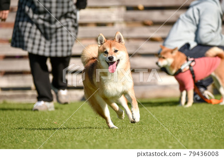 柴犬犬跑 柴犬犬跑 79436008