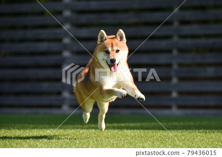 Shiba Inu playing in a dog run 79436015