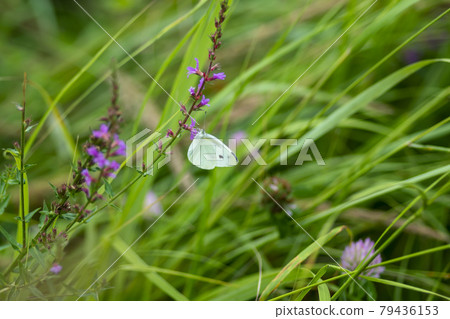 Buddha cockerel,butterfly 79436153
