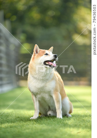 Shiba Inu recommended by dog run 79436503