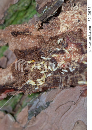 Reticulitermes speratus nest Reticulitermes speratus nest 79436724