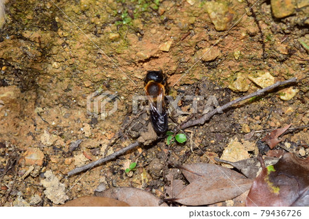 Giant resin bee? Giant resin bee? 79436726