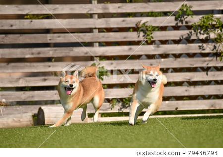 Shiba Inu playing in a dog run 79436793