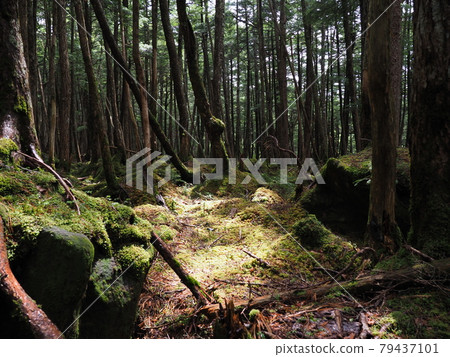 Shirakoma pond moss 79437101