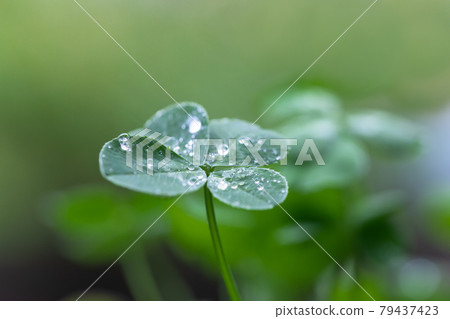 雨後四葉草水滴 雨後四葉草水滴 79437423