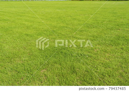Riverbed lawn ground 79437485