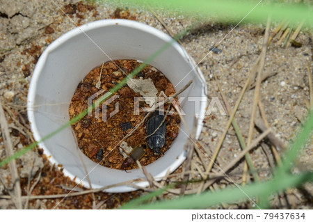 Carrion beetle and Carrion beetle that fell into a pitfall trap Carrion beetle and Carrion beetle that fell into a pitfall trap 79437634