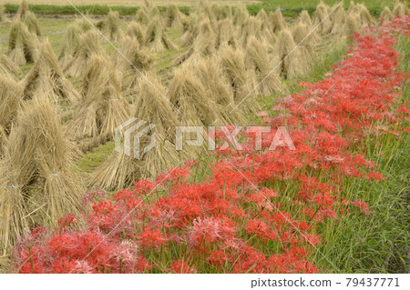 [Kyoto Prefecture] Kameoka City, cluster amaryllis blooming on the ridge, autumn scenery 79437771
