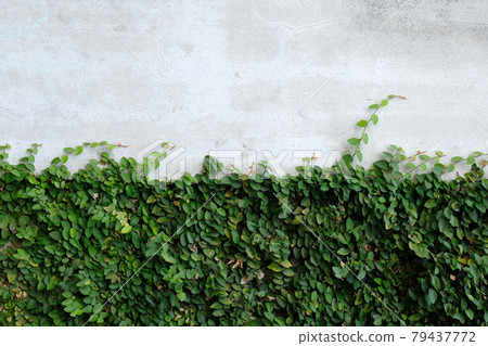 Ivy leaves on the wall 79437772