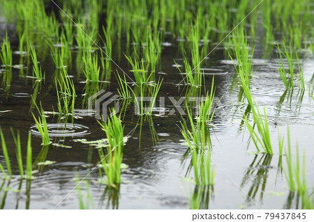 Rainy paddy field Rainy paddy field 79437845