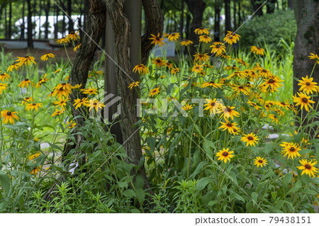 Rudbeckia, original recommendation country Rudbeckia, original recommendation country 79438151