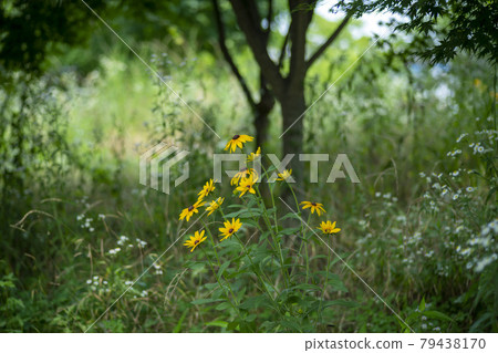 Rudbeckia, original recommendation country 79438170