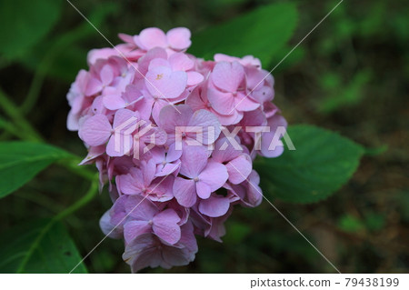 Hydrangea flower Hydrangea flower 79438199