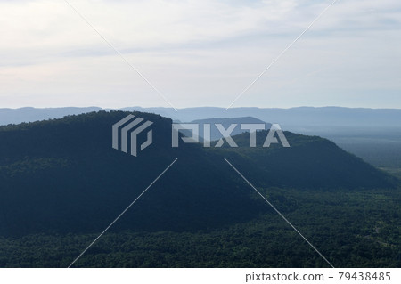 fog in the forest 79438485