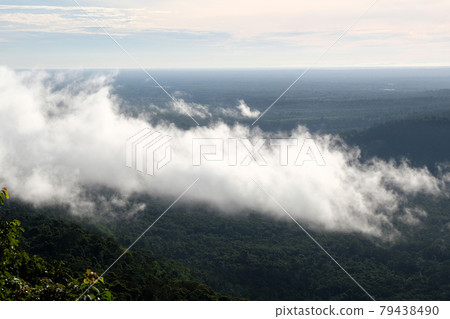 fog in the forest 79438490