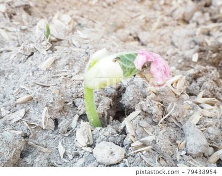 已經開始從地里長出來的豆芽 已經開始從地里長出來的豆芽 79438954