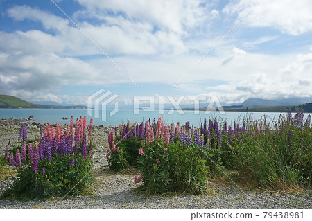 New Zealand Lake Tekapo New Zealand Lake Tekapo 79438981