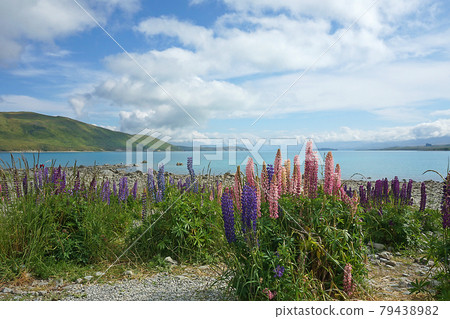 New Zealand Lake Tekapo 79438982