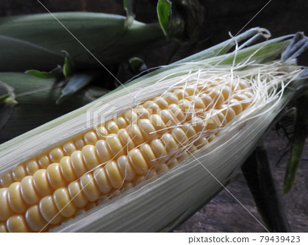 Corn 79439423