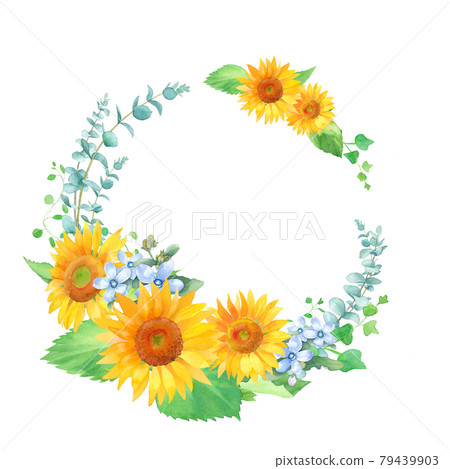 Circular frame decoration of sunflower, oxypetalum (blue star) and green leaf. Watercolor illustration. 79439903
