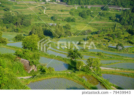 Yoshinobu Rice Terraces in early summer 79439943