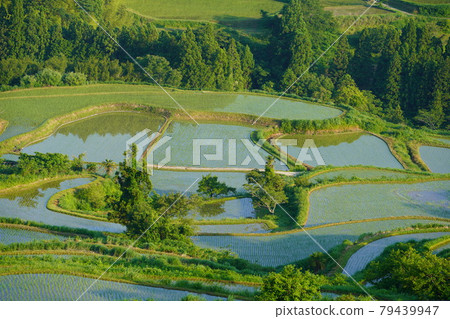 Tosa Tenku no Sato Yoshinobu Rice Terraces Tosa Tenku no Sato Yoshinobu Rice Terraces 79439947