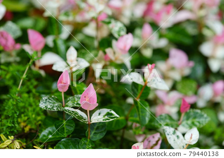 Cute Hatsuyuki Kazura 79440138