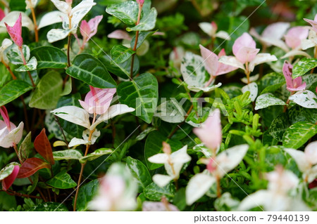 Cute Hatsuyuki Kazura Cute Hatsuyuki Kazura 79440139