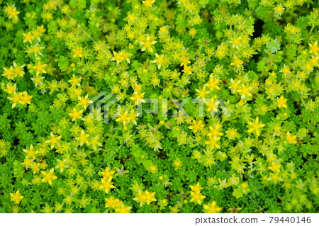 Early summer sedum with pretty flowers 1 79440146