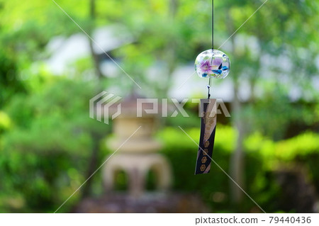 Furin in the Japanese garden 79440436