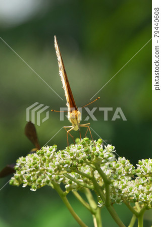 Male Indian Fritillary, Zanthoxylum lanceolata flower sucking honey 79440608