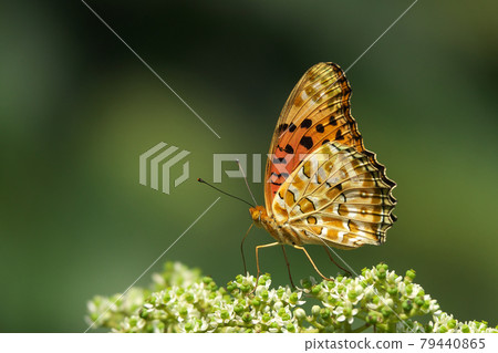 雄性印度貝母，用花椒花吸蜜 79440865
