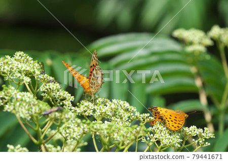 Two Indian Fritillary (male) sucking honey with flowers of Zanthoxylum lanceolata Two Indian Fritillary (male) sucking honey with flowers of Zanthoxylum lanceolata 79441671
