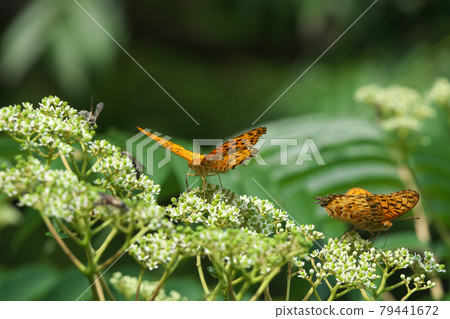 兩個印度貝母(雄性)與花椒花吸蜜 兩個印度貝母(雄性)與花椒花吸蜜 79441672