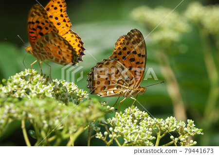 Two Indian Fritillary (male) sucking honey with flowers of Zanthoxylum lanceolata Two Indian Fritillary (male) sucking honey with flowers of Zanthoxylum lanceolata 79441673