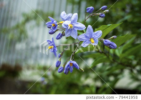 茄屬carolinense的花 茄屬carolinense的花 79441958