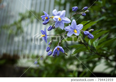 茄屬carolinense的花 茄屬carolinense的花 79441959