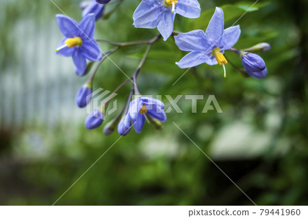 茄屬carolinense的花 79441960