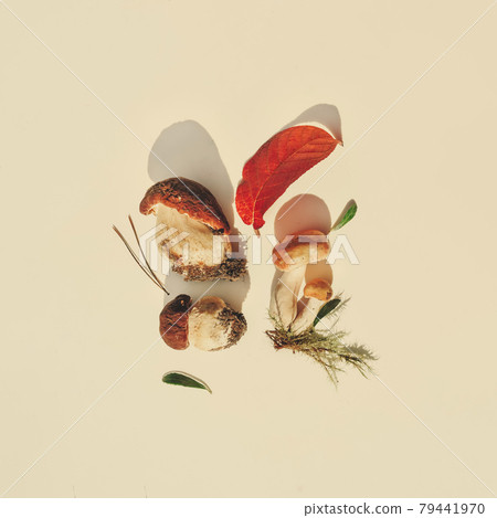 Pattern from pVarious raw forest mushrooms with sun shadow 79441970