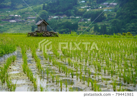 Guardian of the rice field 79441981
