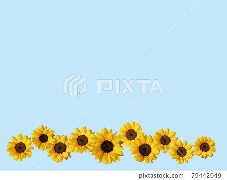 Sunflower flowers line up randomly on a blue background Sunflower flowers line up randomly on a blue background 79442049